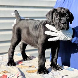 The Soul Queen - Cane Corso puppy from Dream Team Kennels