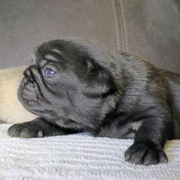 Jet black girl - Black female Pug puppy in Fall Creek, Wisconsin from Heartville Pugs