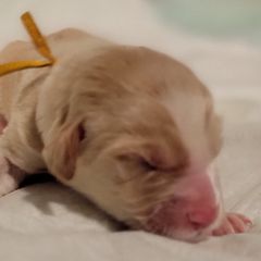 Double Doodle Puppies from Doubles Family