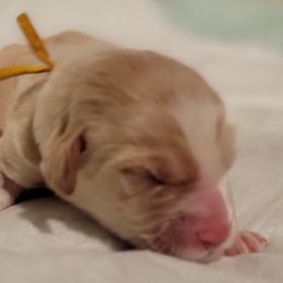 Double Doodle Puppies from Doubles Family