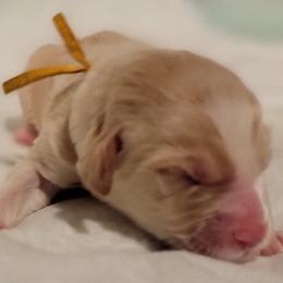 Double Doodle Puppies from Doubles Family