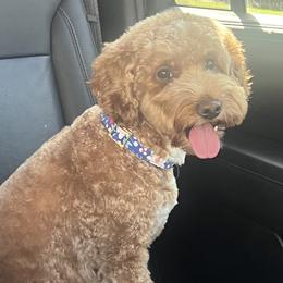 Lottie - Goldendoodle