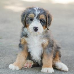 Jonah - Blue merle male Bernedoodle puppy in Dundee, Ohio from Down Home Doodle