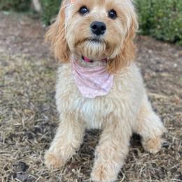 Cavalier King Charles Spaniel and Cavapoo All Grown Up from Alex Camp