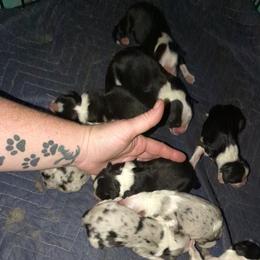 Australian Shepherd and Great Dane Puppies from AEW Farm