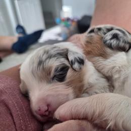 Australian Shepherd and Chow Chow Puppies from Calypso Chow Chows and Australian Shepherds