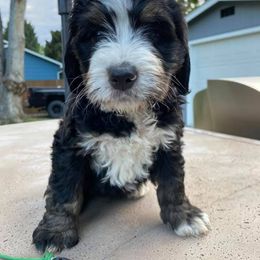 Bernedoodle Puppies from Big Sky Bernedoodles