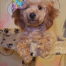 Lilly - Poodle