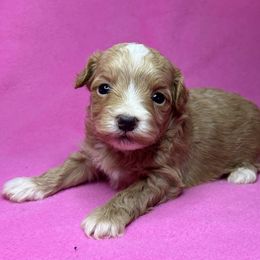 Cranberry - Apricot female Maltipoo puppy in Lancaster, Kentucky from Dream Paws Puppies, LLC