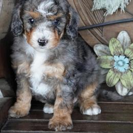 Boy 5 - Blue merle male Aussiedoodle puppy in Lawton, Oklahoma from Lindsey’s Aussies