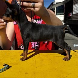 Girl 2 - Manchester Terrier puppy from Tango Kennels