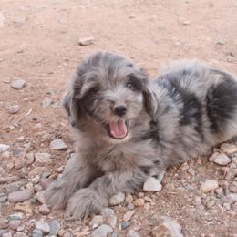 Aussiedoodle, Goldendoodle, and Labradoodle Puppies from Loving Doodle