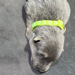 Girl no collar - Blue female German Shepherd puppy in Newsoms, Virginia from A Tier Above Shepherds