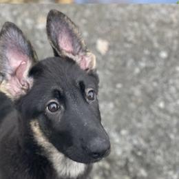 German Shepherds from Zytut Kennel