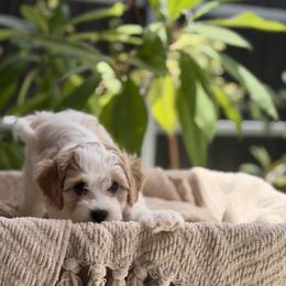 Snoopy - Blenheim male Cavapoo puppy in Davie, Florida from Loyal Paws 4 Life