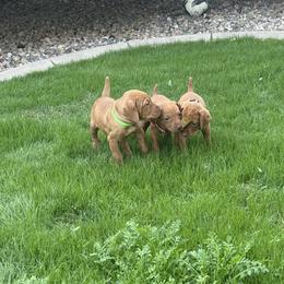 Vizsla Puppies from Summit Vizslas