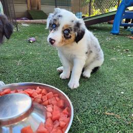 Girl 1 Iris - Blue merle female Border Collie puppy in Morgan, Texas from Shooting Star Ranch