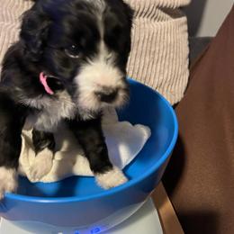 Nuthatch, light pink - Black and white female Aussiedoodle puppy in Grand Haven, Michigan from Happy Hippy Doodles