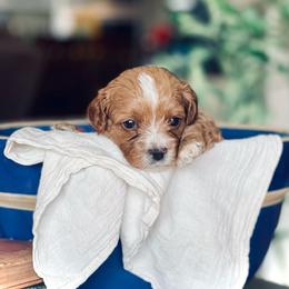 Pink - Red female Cavapoo puppy in Coal City, Indiana from Wednesday & Co
