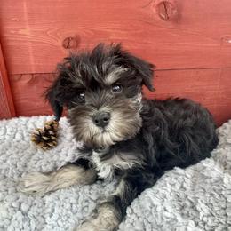 Miniature Schnauzer Puppies from Schnauzers on Robinson Lane