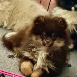 Lovely Rose - Chocolate and tan female Pomeranian puppy in Modesto, California from My Secret Poms