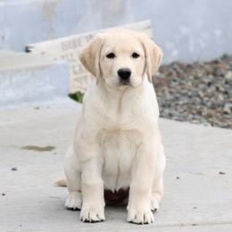 Marmalade - Yellow female Labrador Retriever puppy in Caldwell, Idaho from Blue Line Labradors