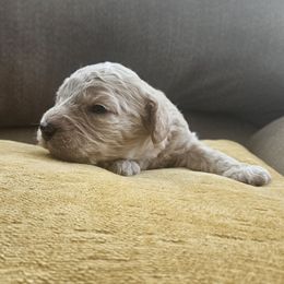 Captain Gantu - Apricot male Cavapoo puppy in Jarrell, Texas from Grapeshot Poodles & Doodles