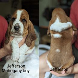 Jefferson - Blue collar - Basset Hound puppy from Foreman's Freckled Basset Hounds