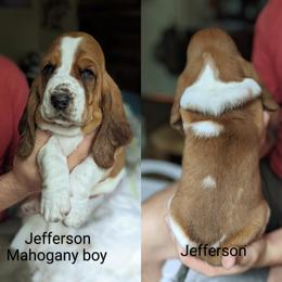 Jefferson - Blue collar - Basset Hound puppy from Foreman's Freckled Basset Hounds