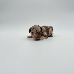 Sid- Red - Brown merle male Aussiedoodle puppy in West Monroe, Louisiana from Diamond M Poodles and Doodles