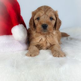 Marshall - Golden male Cockapoo puppy in Pledger, Texas from Sugarbear Cockapoos