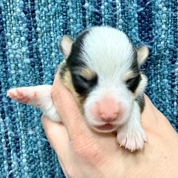Walrus - Black and tan male Pembroke Welsh Corgi puppy in Ashland, Ohio from SS Australian Shepherds