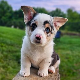 Blue Merle Boy - Goose - Blue merle and white male American Corgi puppy in Taylorsville, North Carolina from America's Red White and Bluie Corgis