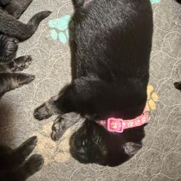 Pink collar girl - Bi-color female German Shepherd puppy in Centralia, Illinois from Janices AKC German Sheperds LLC