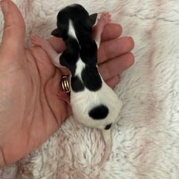 Girl 1 - Black tan and white female Biewer Terrier puppy in Lebanon, Oregon from SD99Biewers