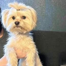 Zelda - Yorkshire Terrier