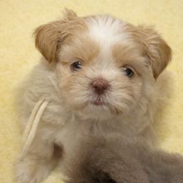 Luna - Liver female Shih Tzu puppy in Berkeley Springs, West Virginia from Sandridge Shih Tzus