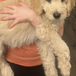 Goldendoodles from Andrea's Goldendoodles