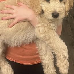 Goldendoodles from Andrea's Goldendoodles