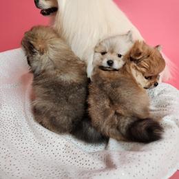 Pomeranian Puppies from Diamond-Pom