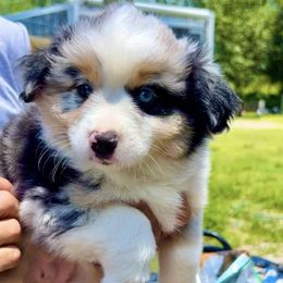 Toy Australian Shepherds from OMG Toy Aussies