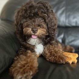 Bernedoodles, Cavapoos, Double Doodles, and Goldendoodles from Liberty Acres of Ohio