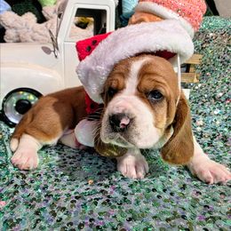 Elizabeth - Brown and white female Basset Hound puppy in Big Rapids, Michigan from Basket Hound Bassets