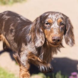 Smokey - Dachshund