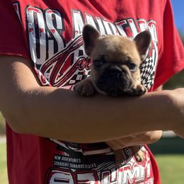 Theo - Fawn male French Bulldog puppy in Daviess County, Kentucky from Blissful Euro Boxers & French Bull Dogs