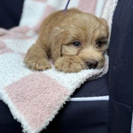 Marigold - Red female Whoodle puppy in Rising Sun, Indiana from Ruby Lane Doodles