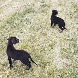 Great Dane Puppies from HCC Great Danes