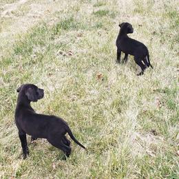 Great Dane Puppies from HCC Great Danes