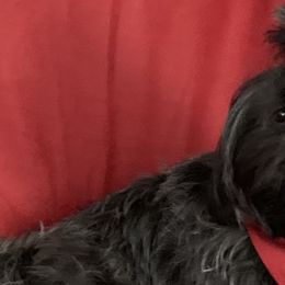 Shih Tzus from Shih Zu’s of Long Beach