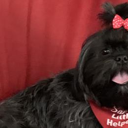 Shih Tzus from Shih Zu’s of Long Beach